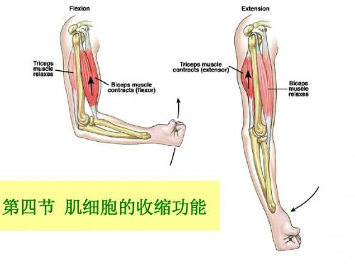 第四节 肌细胞收缩功能