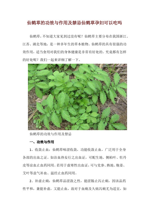 仙鹤草的功效与作用及禁忌 仙鹤草孕妇可以吃吗