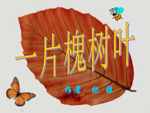 《一片槐树叶》的课件