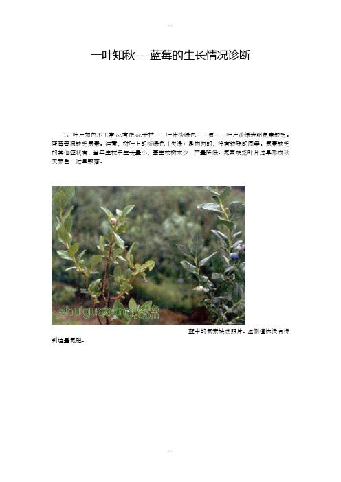 蓝莓病虫害图解