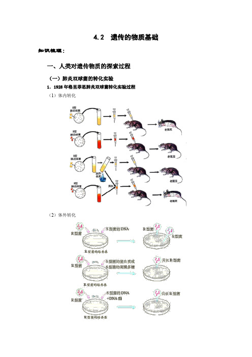 高考生物知识梳理4.2遗传的物质基础