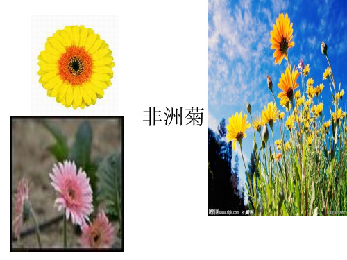 非洲菊