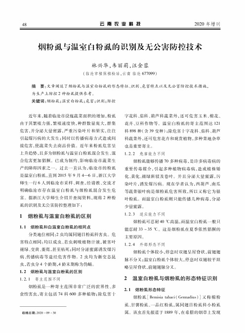 烟粉虱与温室白粉虱的识别及无公害防控技术