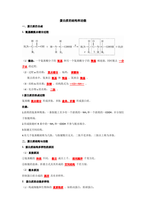 蛋白质的结构和功能