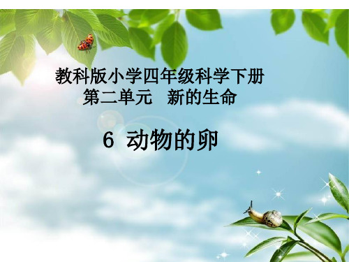 教科版四年级下册 科学2.6 动物的卵课件 (共31张PPT)