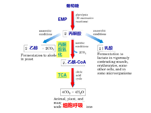 柠檬酸循环与糖异生PPT课件