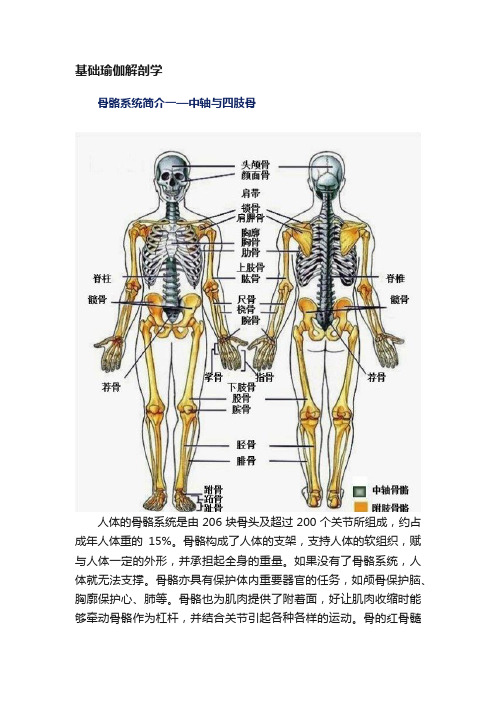 基础瑜伽解剖学