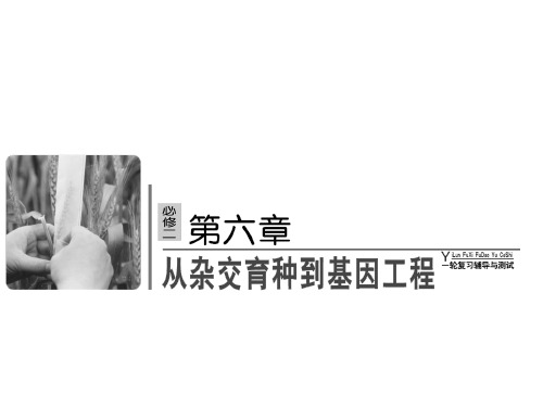 高考生物一轮复习课件必修二 第六章 从杂家育种到基因工程