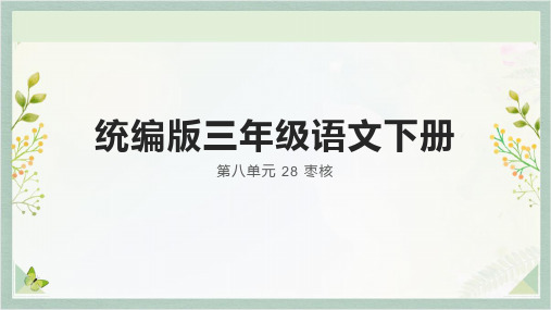 28. 《枣核》课件(共24张PPT)