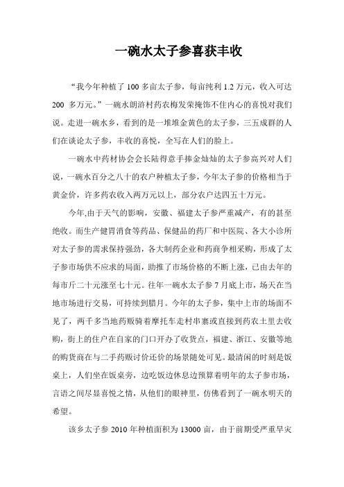 药农喜获丰收太子参1