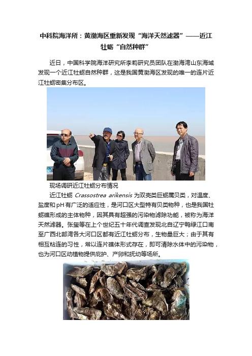 中科院海洋所：黄渤海区重新发现“海洋天然滤器”——近江牡蛎“自然种群”