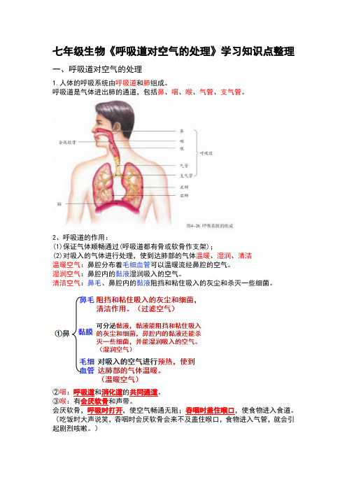 七年级生物《呼吸道对空气的处理》学习知识点整理