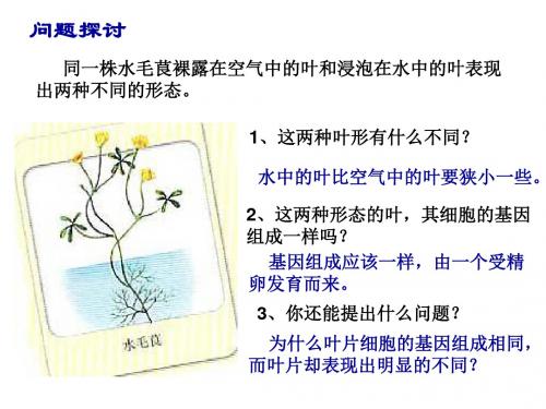 四二节基因对性状的控制PPT课件
