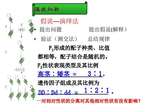 孟德尔的豌豆杂交实验课件