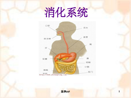 消化系统疾病概述及常用药物