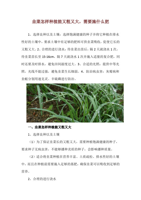 韭菜怎样种植能又粗又大,需要施什么肥