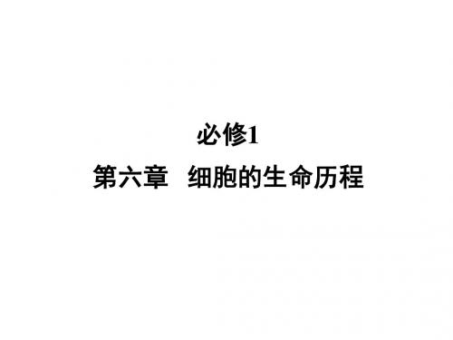 高考生物一轮复习 第6章 第1节 细胞的增殖课件 新人教版必修1