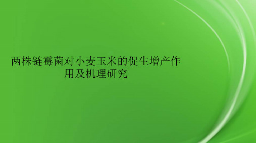 两株链霉菌对小麦玉米的促生增产作用及机理研究