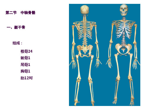 中轴骨、颅骨及连接ppt课件