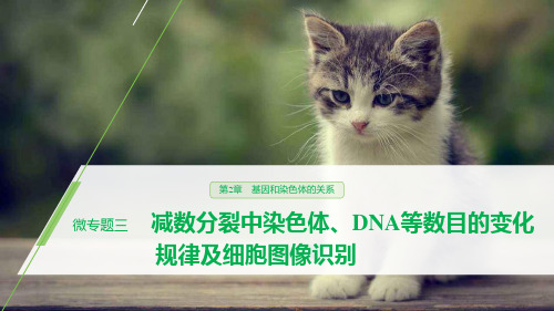 《微专题三 减数分裂中染色体、DNA等数目的变化规律及细胞图像识别》基因和染色体的关系 图文