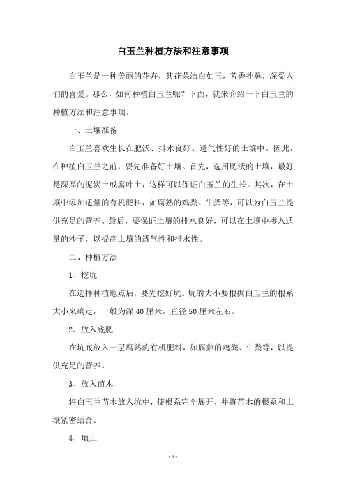 白玉兰种植方法和注意事项