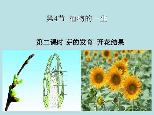 浙教版科学《植物的一生》ppt精品课件4