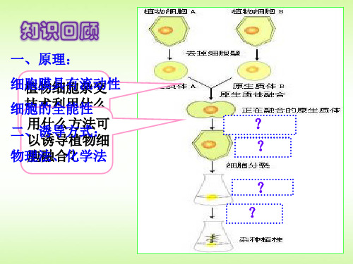 动物细胞融合和单克隆抗体(终极版)