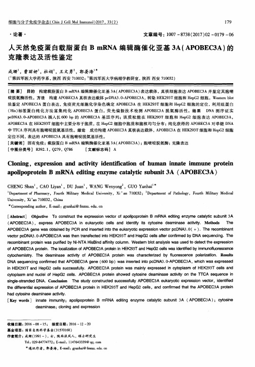 人天然免疫蛋白载脂蛋白B mRNA编辑酶催化亚基3A(APOBEC3A)的克隆表