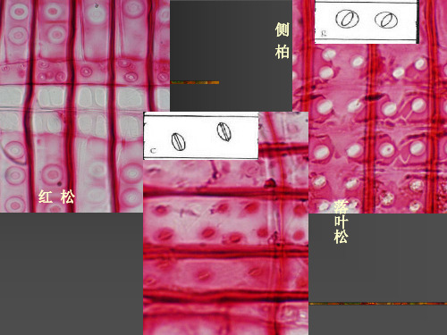 3..阔叶材的微观构造