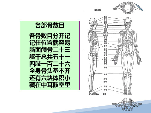 骨骼肌肉系统 正常影像学表现 骨骼肌正常影像学表现 医学影像诊断课件