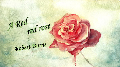 A Red Red Rose 罗伯特彭斯