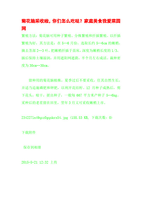 菊花脑采收啦,你们怎么吃哒?家庭美食我爱菜园网