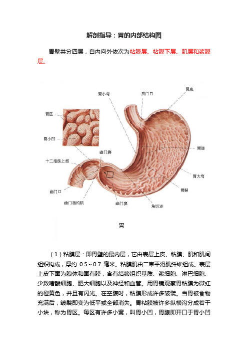 解剖指导：胃的内部结构图