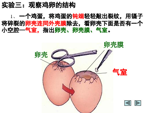 实验三：观察鸡卵的结构