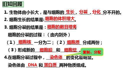 第二节动物体的结构层次课件 -人教版生物七年级上册