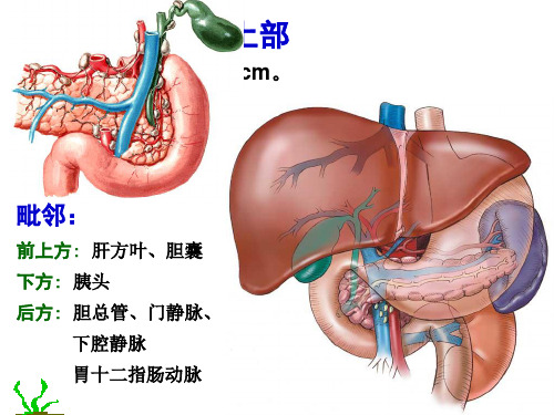 《局部解剖学》课件：十二指肠的毗邻