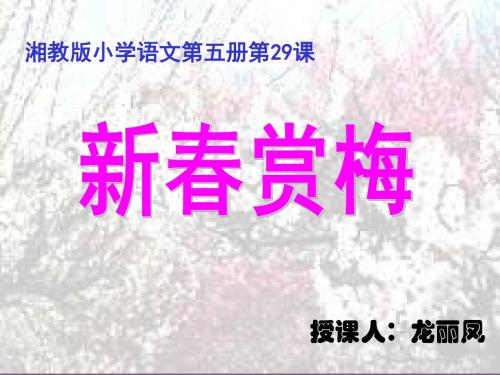 29 新春赏梅