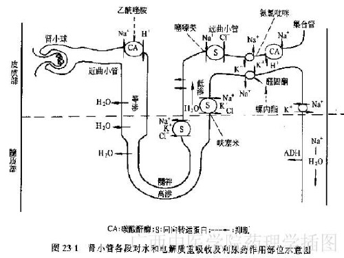 护理专业药理利尿药和脱水药精品PPT课件