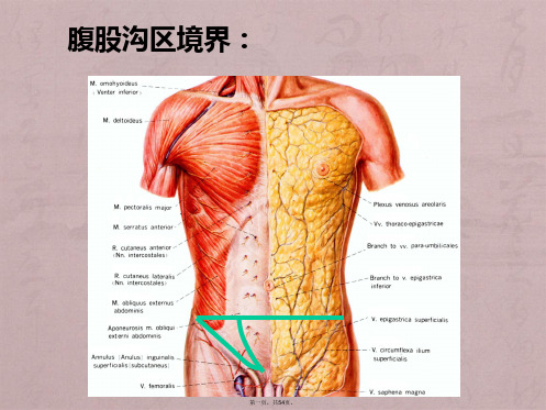 腹股沟区应用解剖