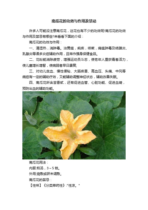 南瓜花的功效与作用及禁忌