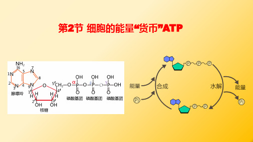 人教版高中生物必修一课件5.2 细胞的能量“货币”ATP