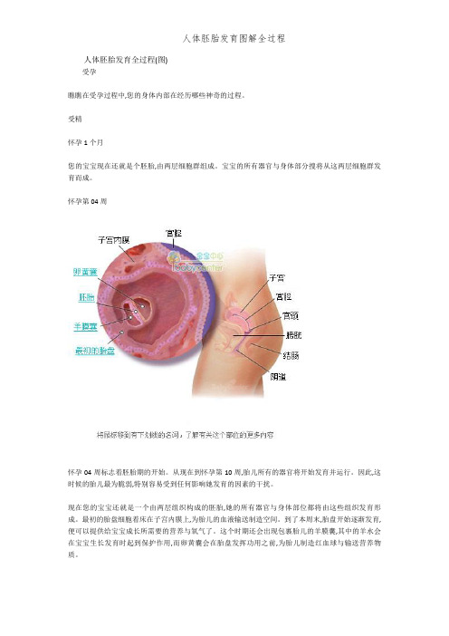 人体胚胎发育图解全过程