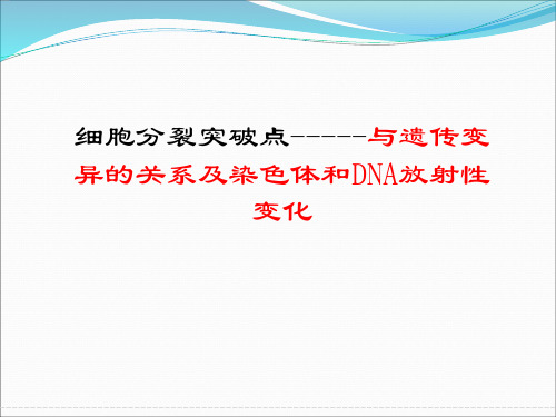 人教版高中生物必修2第二章减数分裂(课件22张(共22张PPT)