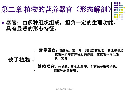 种子植物的营养器官课件