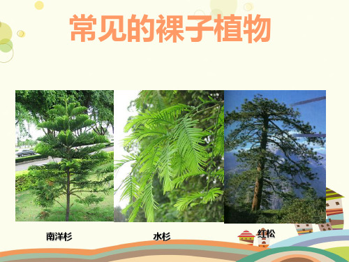 裸子植物完整版课件