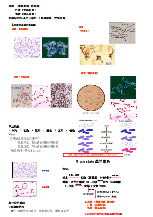 微生物实验自己整理