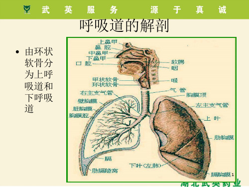 呼吸系统疾病及用药ppt课件