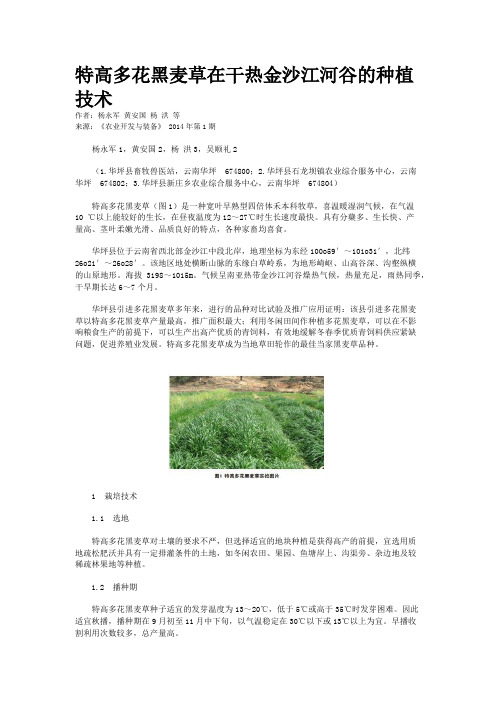 特高多花黑麦草在干热金沙江河谷的种植技术