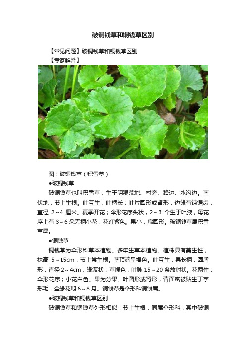 破铜钱草和铜钱草区别