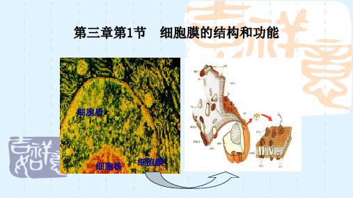 新课标高中生物必修一第三章第1节  细胞膜的结构和功能